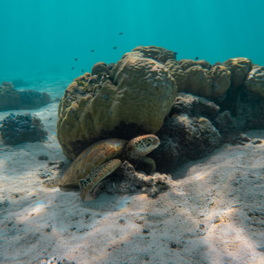 Snorkeling Tour 013